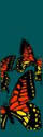 Banner Design 02325 "Monarchs"